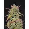 Smoothie Auto, Фасовка: 1, изображение 2